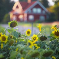 Солнечный урожай :: liudmila drake Солнечный урожай :: liudmila drake