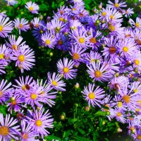 Сентябринки- нежные звёздочки осени :: Aida10 