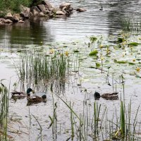 р. Нарев :: Светлана Ищенко
