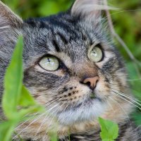 Жил-был кот :: Светлана Григорьева Жил-был кот :: Светлана Григорьева