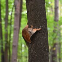 Тварь божья))) :: redfox 