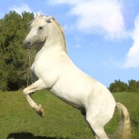 На природе... :: Андрей Пристяжнюк На природе... :: Андрей Пристяжнюк