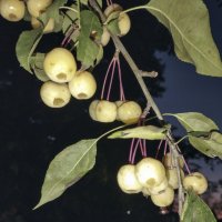 *** :: Александр Николаев