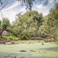 Утки в пруду :: sorovey Sol