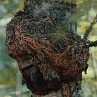 Чага :: Леонид leo