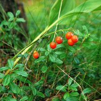 *** :: Леонид leo *** :: Леонид leo