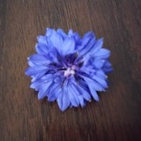 Василёк :: Дмитрий Никитин Василёк :: Дмитрий Никитин