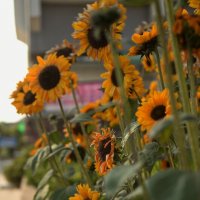 ...на городских клумбах.. :: Георгий Никонов