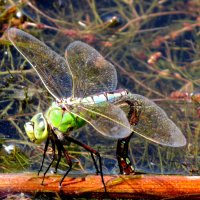 опять про стрекоз 27 :: Александр Прокудин опять про стрекоз 27 :: Александр Прокудин