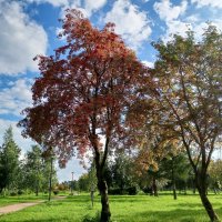 Осень :: Сапсан 