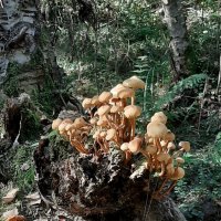 Сентябрь. В лесу :: Наталья Герасимова