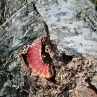 Кто живет в лесу :: Наталья Герасимова