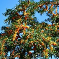 Облепихи урожай. :: Милешкин Владимир Алексеевич Облепихи урожай. :: Милешкин Владимир Алексеевич