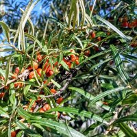 Облепиха :: Veera V Облепиха :: Veera V