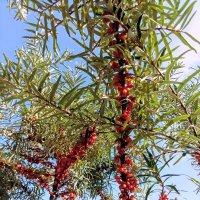 Облепиха в парке Тондираба :: Veera V