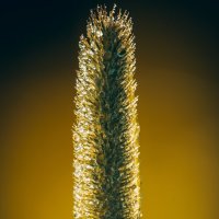 *** :: Виктор Иванович Чернюк