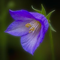 Колокольчик :: Aleksey Afonin