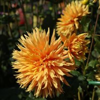 Георгина :: Анатолий Шумилин