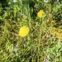 Осенние :: Валерий Иванович