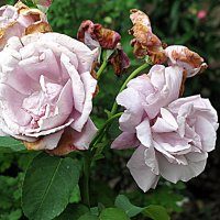 Цветы. :: Владимир Драгунский