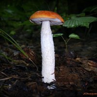 Долговязый в красной шапочке... :: Андрей Заломленков