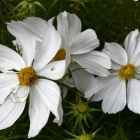 Москва. Август в Аптекарском огороде. :: Наташа ***** Москва. Август в Аптекарском огороде. :: Наташа *****