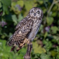 сова болотная. :: юрий макаров сова болотная. :: юрий макаров