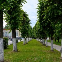 Чебоксары. Аллея Библиотечного переулка в начале лета. :: Пётр Чернега Чебоксары. Аллея Библиотечного переулка в начале лета. :: Пётр Чернега