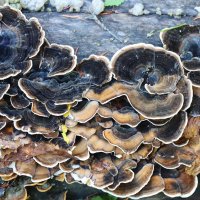 Пёстрый мир природы :: Галина Ильясова