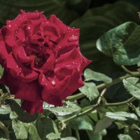 Алая  роза :: Валентин Семчишин