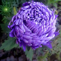 Астра :: Елена Семигина