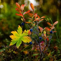 Из серии "Сентябрь" :: Sergey 