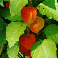 Физалис :: Рита Симонова