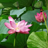 Озеро лотосов :: Лидия Бусурина Озеро лотосов :: Лидия Бусурина