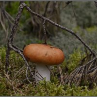 Сыроежка... :: Aleksandr Gal