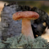 С Волнушкой :: Aleksandr Gal