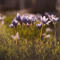 История осенних воскрешений. :: Анатолий Щербак