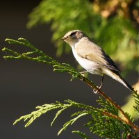 Пеночка. :: Владимир Безбородов