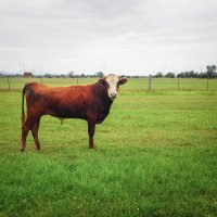 Сельские обитатели :: Магомед . Сельские обитатели :: Магомед .