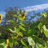 С трёхметровой высоты! :: veilins veilins