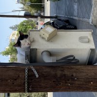 Кошки Кипра :: Андрей 