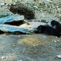 Северобайкальским суркам воробьи не помеха.. :: Aida10 