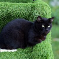 Зелёные глаза на зелёном рояле. :: Александр Кондаков