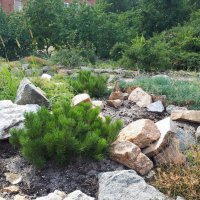 Ёлочка :: Дмитрий Петров