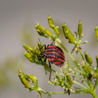 Щитник линейчатый... :: Николай Гирш