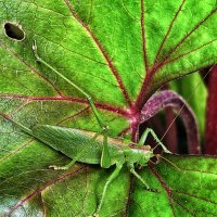 Маскировка. :: Галина Левина Маскировка. :: Галина Левина