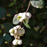 Снежноягодник в сентябре :: Светлана 