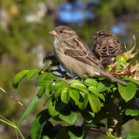 Воробушки :: Ната Волга Воробушки :: Ната Волга