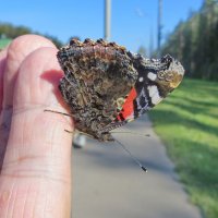 Адмирал-путешественник :: Александр Чеботарь