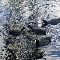 Лысуха :: Сапсан 